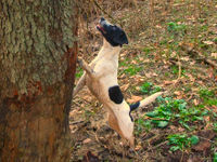 Unknown dog breed treeing.jpg