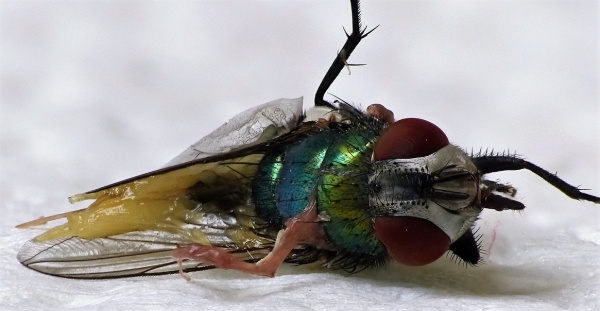 Eine Pliege, eine platte Verwandte der Fliege, in ihrer üblichen Stellung