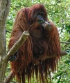 Orangutan Zoo Berlin.jpg