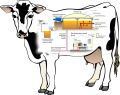 Cow schema.png