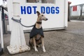 Hot Doges.jpg