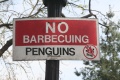 Kein Pinguine braten.jpg