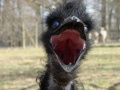 Emu--Bild-PD--.jpg