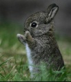 Applaudierendes Kaninchen.jpg