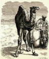 Kamel2a.jpg
