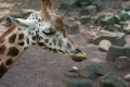 Beleidigte Giraffe.JPG