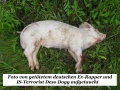 Dead Pig ISIS Deso Dogg1.jpg