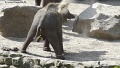 Kackender Elefant.jpg