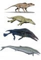 433px-Evolution of whales.JPG