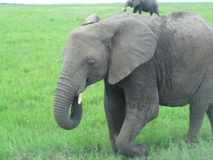 Elefant Masai Mara.jpg