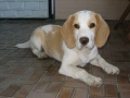 Beagle tan-white.jpg