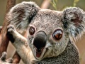 Koala verrueckt.jpg