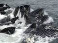 100 Wale.jpg