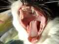 Cat Stevens singing.jpg