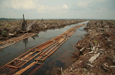 Abholzung Regenwald Indonesien.jpg