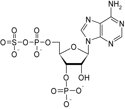 Phosphoadenosine phosphosulfate.png