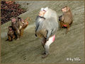Affen im Zoo flickr 01.jpg