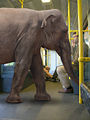 U-Bahn Berlin Elefant.jpg