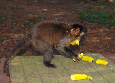 Affe mit Bananen.jpg