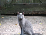 Greycat.jpg