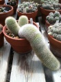 Schlaffer Kaktus.jpg