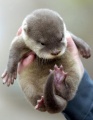 Baby otter.jpg
