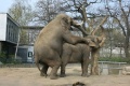 Elefant Berlin Zoo Rammeln.jpg
