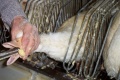 Mulard duck being force fed corn in order to fatten its liver for foie gras production.jpeg