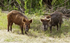 Schweinereien durchstreifen die Felder und gefallen dem Jägersmann