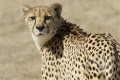 Gepard-Cheetah.jpg