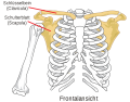 768px-Pectoral girdle front diagram de.svg.png