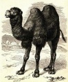 Kamel intro2.jpg