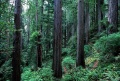 Redwood slope.jpg