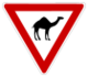 Warnung vor dem Kamel