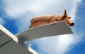 Schwein im Schwimmbad.jpg