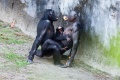 Bonobo sexual behavior.jpg