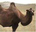 Camel1.jpg