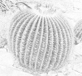 Kaktus-Grundfink.jpg