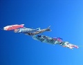 Fliegende Fische - Drachen.jpg