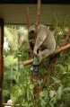 Depressiver Koala.jpg