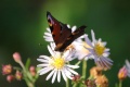 800px-Blume-Schmetterling.JPG