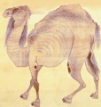 Kamel intro1.jpg