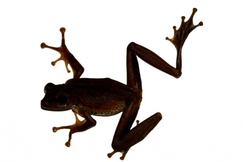 Flying frog - Der fliegende Frosch.jpg