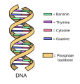 DNA der Banane.png