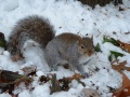 Eichhörnchen im Schnee.jpg