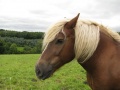 Blondes Pferd.jpg