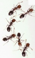 Fire ants 01.jpg