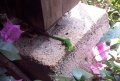 Day Gecko - Mauritius.jpg
