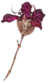 Blume.png