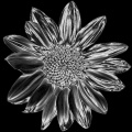 Sonnenblume 1.jpg